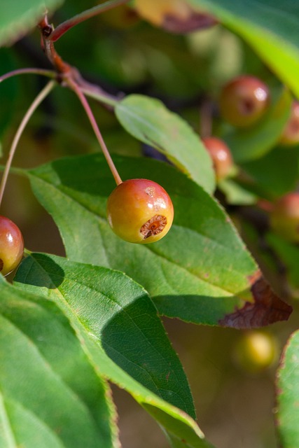 在乒乓球的 在乒乓球的